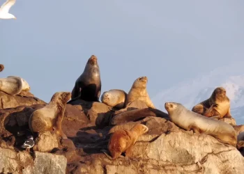 Crece la alerta por el contagio de gripe aviar en la región