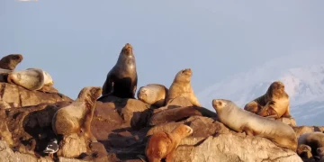 Crece la alerta por el contagio de gripe aviar en la región