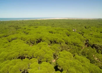 Cariló: cuando el boom inmobiliario chocó con el paisaje protegido