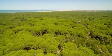 Cariló: cuando el boom inmobiliario chocó con el paisaje protegido