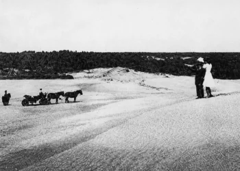 La forestación de Cariló: la historia detrás del “médano verde”