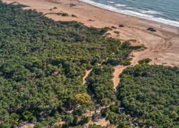El auge de Pinamar Norte: el bosque define el nuevo modo de habitar
